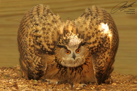 20100710 - CS1_7317 - E - SIG - 800