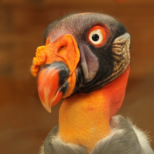 20100710 - CS1_7332 - E