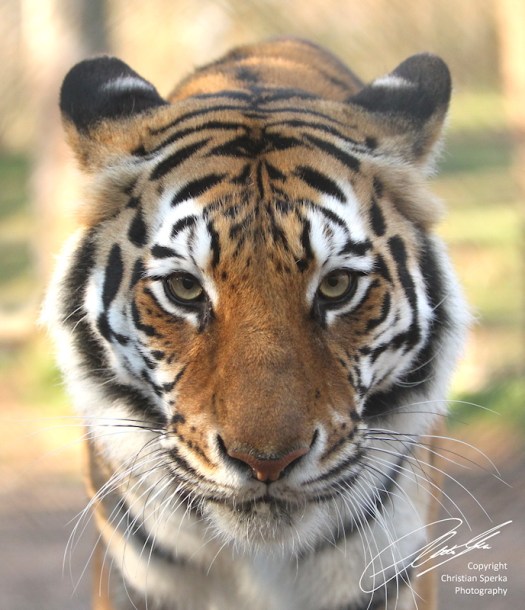 20120128 - CS1_0370 - E - 800