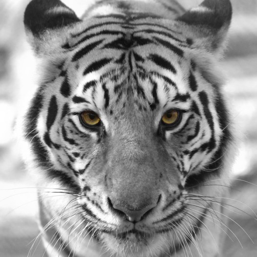 20120128 - CS1_0370 - EYES