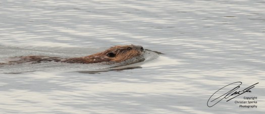 20120224 - CS1_1553 - E - SIG