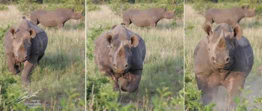 BR - Collage - 1203 - 800