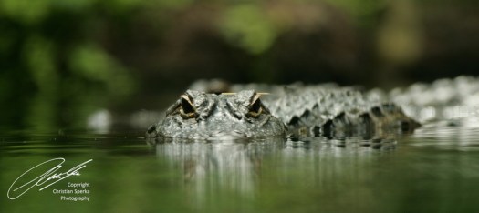 20090621 - KC0O7965 - E