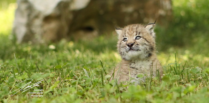 20100604 - CS1_6761 - E - SIG