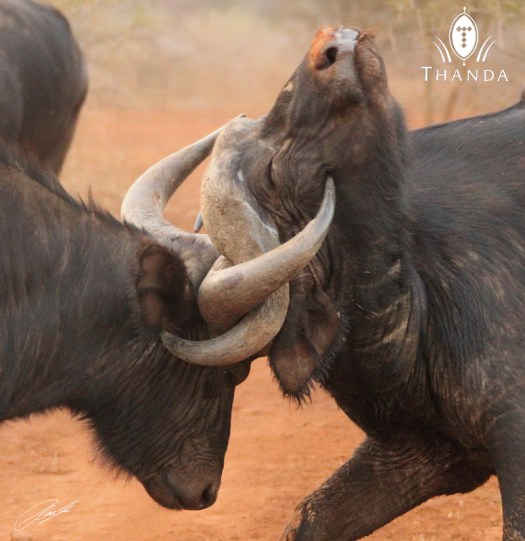 20120704 - CS1_8227 - E - SIG