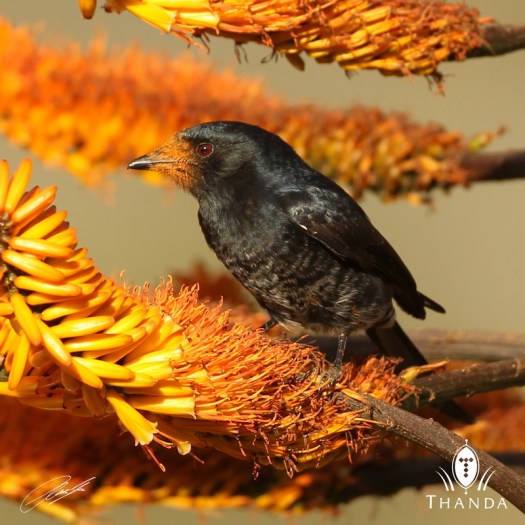 20120705 - CS3_9608 - E - SIG