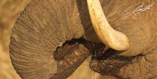 20120705 - CS3_9633 - E - SIG