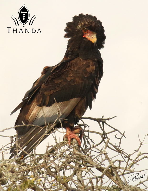 20120712 - CS1_8903 - E - SIG