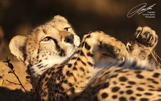 20120716 - CS2_9990 - E - SIG