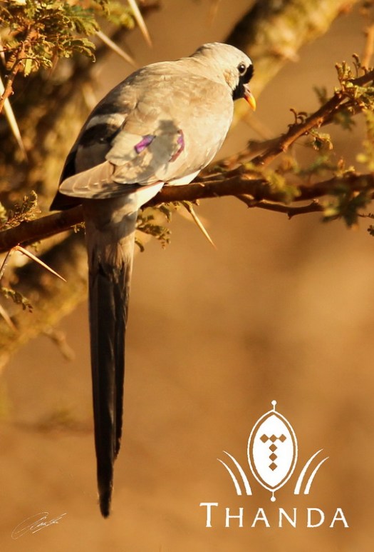 20120725 - CS1_0732 - E - SIG