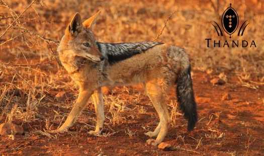 20120308 - CS1_1985 - E - SIG