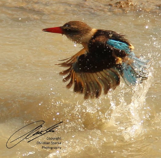 20120804 - CS1_2970 - E - SIG