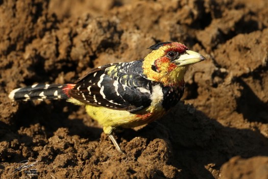 20120804 - CS3_0222 - E - SIG