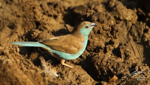 20120804 - CS3_0355 - E - SIG