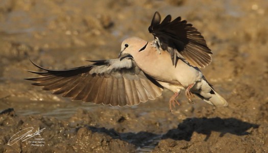 20120804 - CS3_9985 - E - SIG