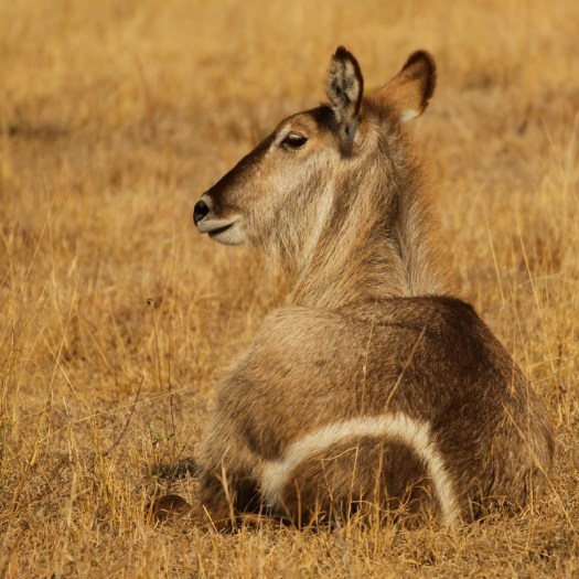 20120830 - CS1_6470 - E