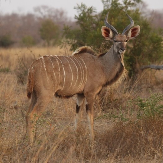 20120830 - CS1_6846 - E