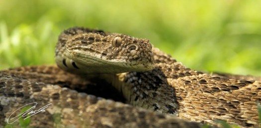 20120910 - CS3_7088 - E - SIG