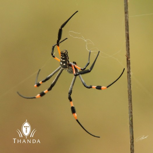 20121220 - CS2_4178 - E - SIG