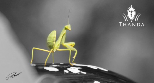 20121223 - CS2_4645 - E - SIG