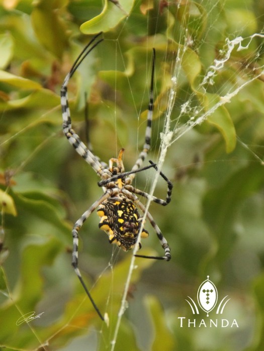 20121226 - CS2_5154 - E - SIG