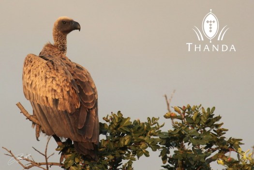 20121231 - CS2_5741 - E - SIG