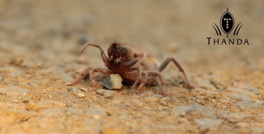 20130103 - CS2_6428 - E - SIG