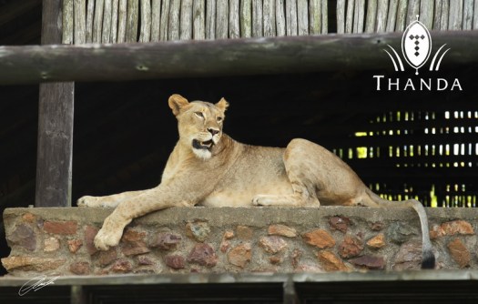 20130105 - CS2_6771 - E - SIG