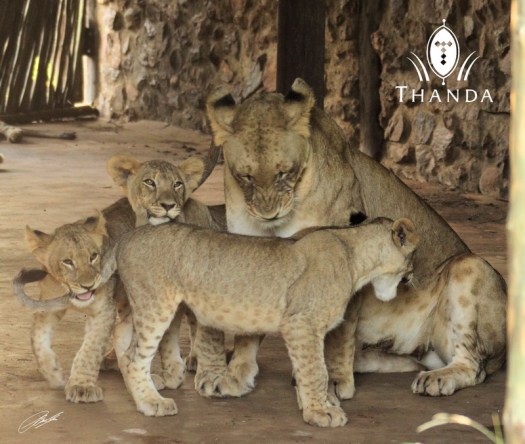 20130105 - CS2_6782 - E - SIG