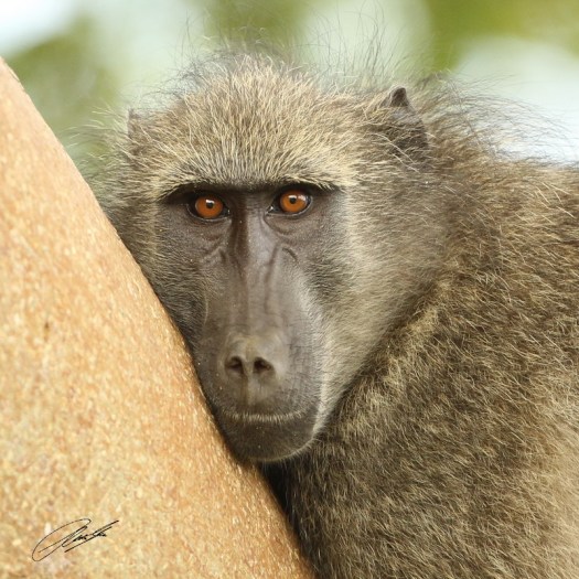 20130109 - CS3_1796 - E - SIG