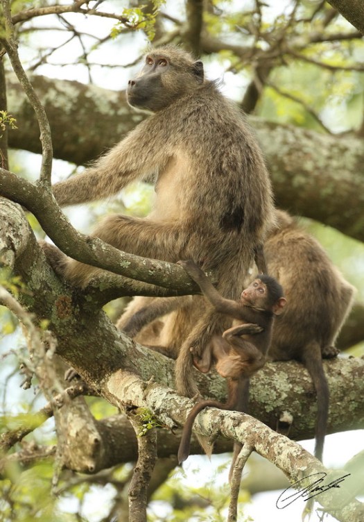 20130109 - CS3_1844 - E - SIG