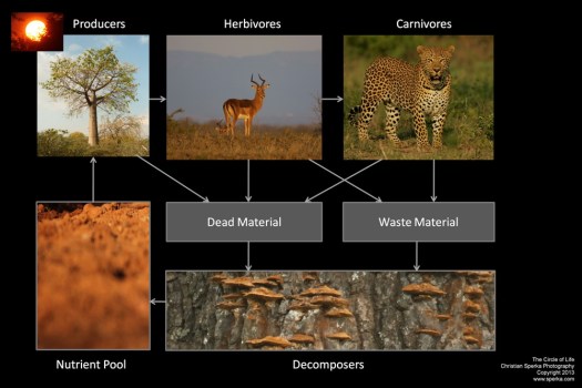 20130122 - Circle of Life - 30 x 45