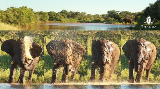 20130124 - Collage 1325 - E