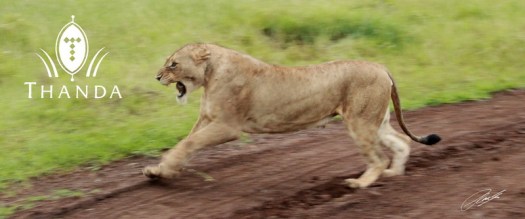 20130126 - CS2_9435 - E - SIG