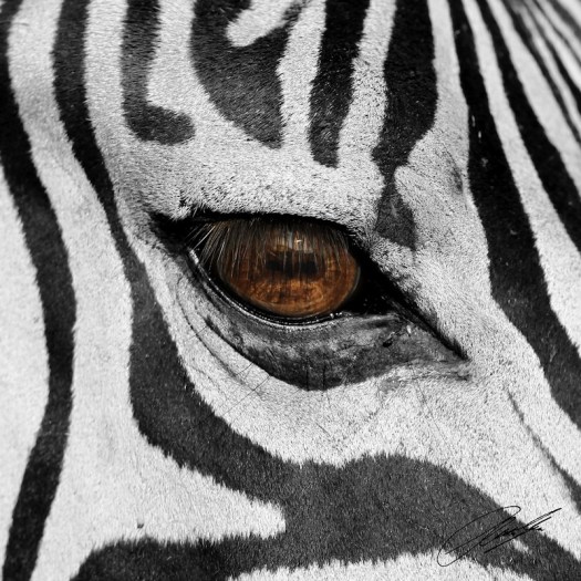 20130131 - CS3_8349 - E - SIG