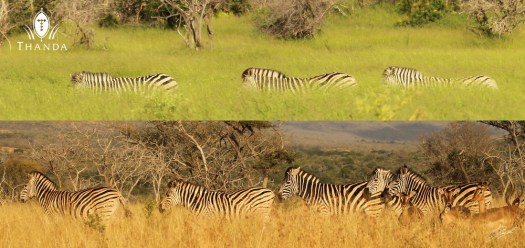 20130202 - Collage 1328 - Winter Summer - SIG