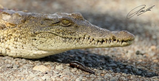 20130203 - CS1_9397 - E - SIG