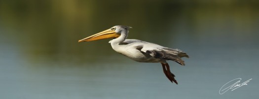 20130203 - CS3_8633 - E - SIG