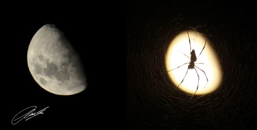 20130219 - Collage 2140 -  E - SIG