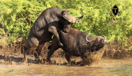 20130228 - CS2_4665 - SIG