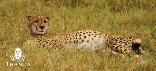 20130301 - CS2_5058 - E - SIG