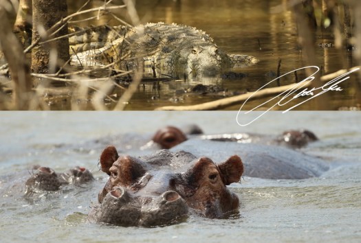 20130307 - Collage 1959