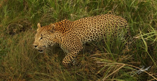 20130319 - CS2_6506 - E - SIG