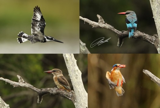 20130321 - Collage 2011 - SIG