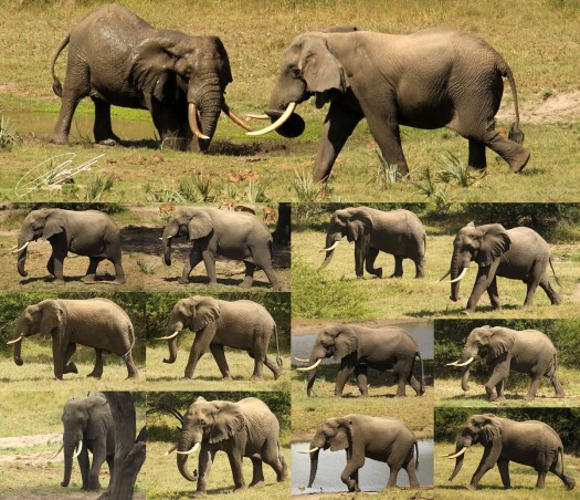 20130405 - Collage Elephants TEP - B