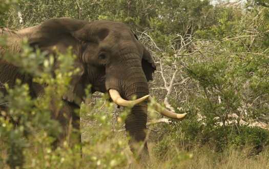 20130405 - CS2_8531 - E