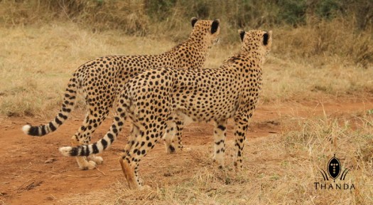 20130413 - CS2_9820 - E - SIG