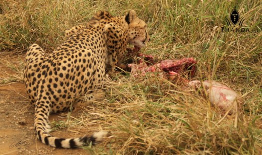 20130413 - CS2_9920 - E - SIG