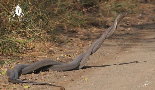 20130421 - CS2_1832 - E - SIG