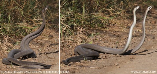 20130423 - Collage 1814 - E - SIG